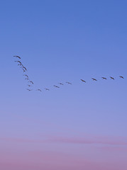 A flock of grey cranes flying