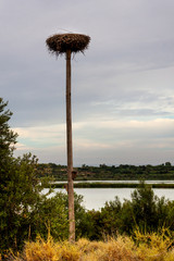 Nice views of the storks nests in the freshwater lake.El Pla d'Urgell, Catalonia, Ivars Vilasana Lagoon