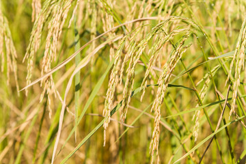 Rice fields that are ready to harvest and begin to grow