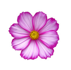 Beautiful pink cosmos flower isolated on a white background