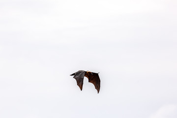 Flight dog Pteropodidae in flight on a cloudy afternoon