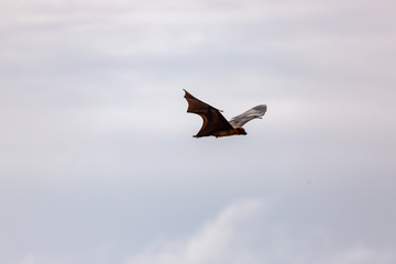 Fototapeta na wymiar Flight dog Pteropodidae in flight on a cloudy afternoon