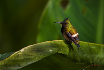 Fototapeta na wymiar Wire-crested Thorntail - Discosura popelairii, beautiful tiny crested hummingbird from from Andean slopes of South America, Wild Sumaco, Ecuador.
