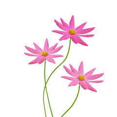 Three pink flowers isolated on a white background