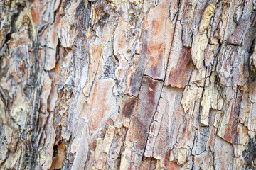 Tree bark texture background. Relief texture of brown bark. Seamless tree bark background