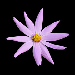 Pink flower of cosmos isolated on a black background