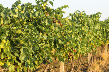 Fototapeta na wymiar vineyard plantations, beautiful view of the vineyard rows