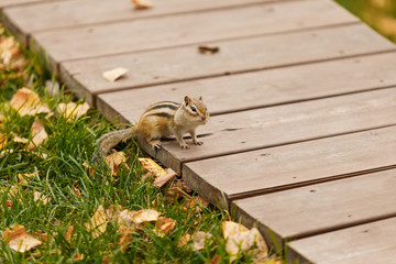 Beautiful Chipmunk posing and looking into a camera