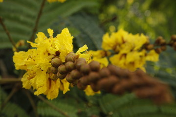 yellow flowers in garden