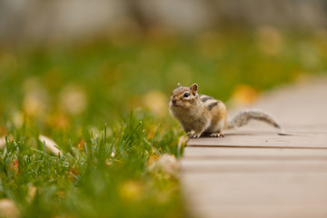Beautiful Chipmunk posing and looking into a camera