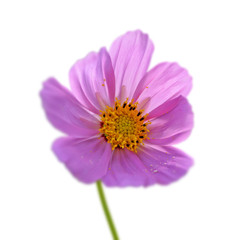 Pink flower of cosmos isolated on a white background