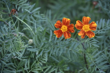 yellow flowers in the garden