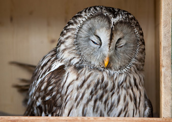 Oeraluil vrouwtje slaapt