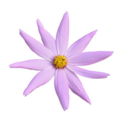 Purple flower of cosmos isolated on a white background