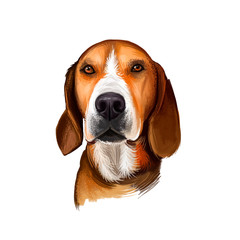 Hamiltonstovare, Hamilton Hound, Swedish Foxhound, Hamilton dog digital art illustration isolated on white background. Sweden origin scenthound dog. Pet hand drawn portrait. Graphic clip art design