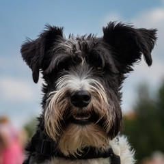 Lächelnder schwarzweißer amerikanischer Schnauzer (Portrait)