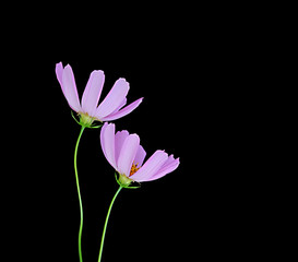 Beautiful flowers cosmos isolated on a black background