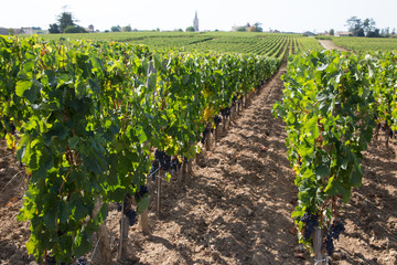 Fototapeta na wymiar wine grape vineyard at Saint-Emilion bordeaux France