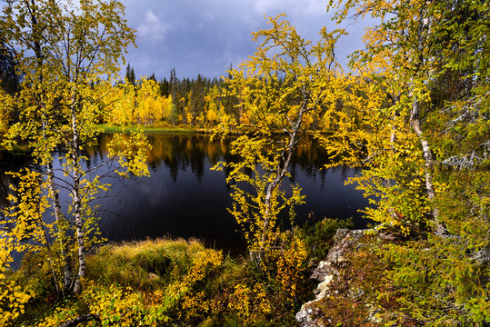 Silver birch (Betula pendula) in autumn colour, Muonio, Lapland, Finland