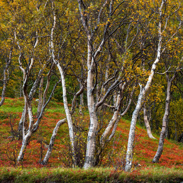 Silver birch (Betula pendula), Anderdalen National Park, Senja