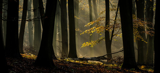 Common beech (Fagus sylvatica) trees, morning sunlight, autumn colour, King's Wood, Challock, Kent