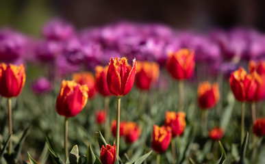 Tulips in the city