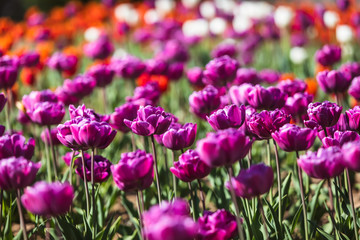 Obraz premium Tulips in the city