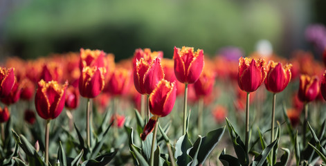 Tulips in the city