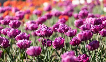 Obraz premium Tulips in the city
