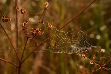 Brown background with dry grass. Between the herbs the spider made a web. Spider web in dew