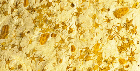 Maroccan marble, known for containing a large number of petrified prehistoric fossil animals and...