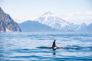 The dorsal fin of a killer whale is visible above the waters of the Pacific Ocean near the...