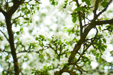 apple blossom