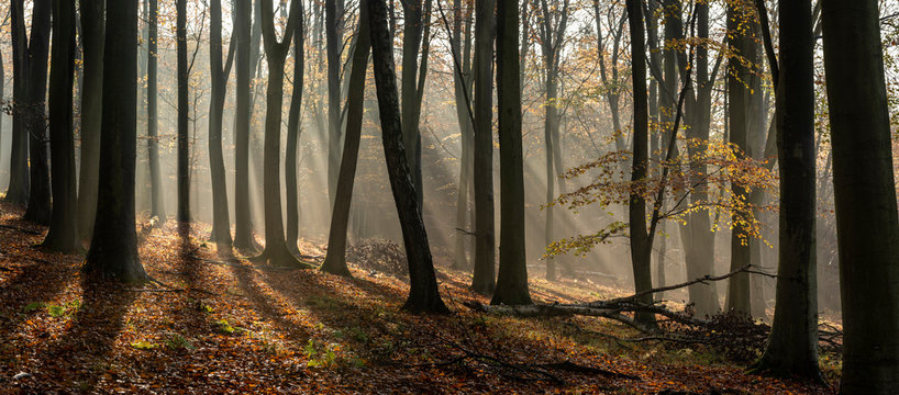 Common beech (Fagus sylvatica) trees, morning sunlight, autumn colour, King's Wood, Challock, Kent