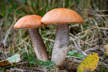 Amazing edible mushrooms known as orange birch bolete