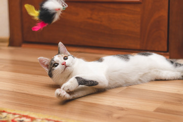 Cute colorful kitten lying on the floor and looking at the toy