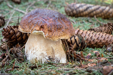 Edible and delicious mushroom boletus edulis in forest