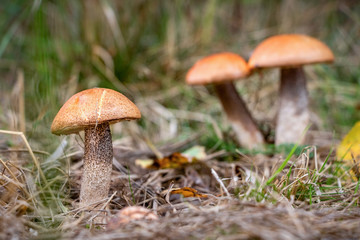 Amazing edible mushrooms known as orange birch bolete