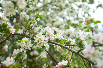 apple blossom