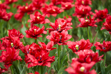 red tulips