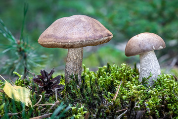 Edible mushrooms birch bolete in moss with blurred background