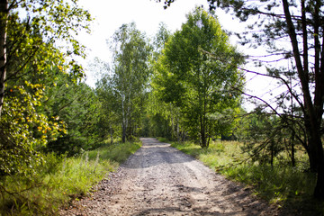 Fototapeta na wymiar Path leading to beautiful forest