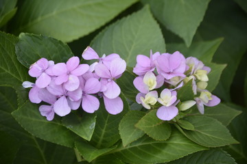 pink flowers on a green background