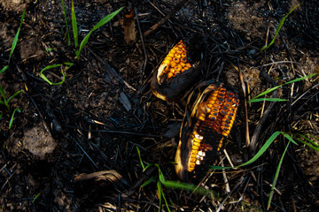 corn on the ground