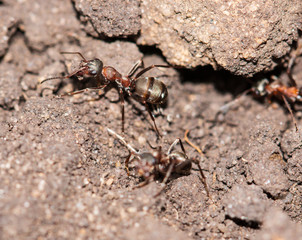 big ants in the ground