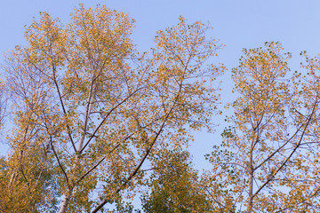 Autumn theme. Autumn trees with yellow leaves.