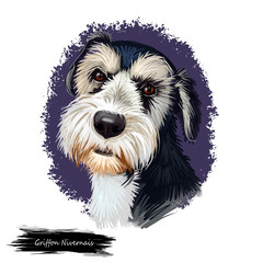 Griffon Nivernais dog digital art illustration isolated on white background. France origin medium-sized scenthound hunting dog. Pet hand drawn portrait. Graphic clip art design for web, print.