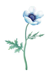 Anemone flower watercolor