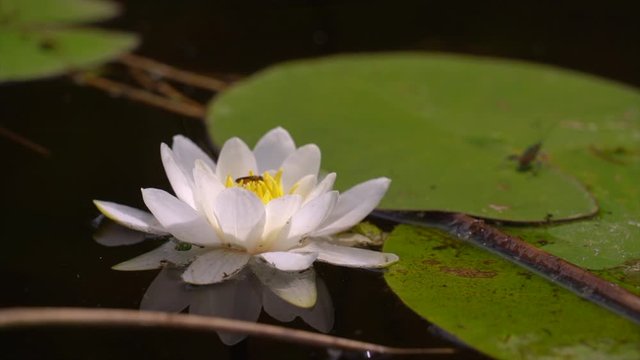 tender white lotus flower with yellow bright pith and small bee crawling on beautiful petals extreme close view