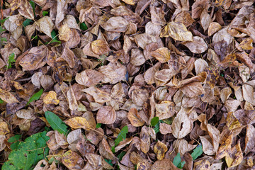 Autumn theme. Many fallen yellow leaves lie on the ground. Can be used as a background.